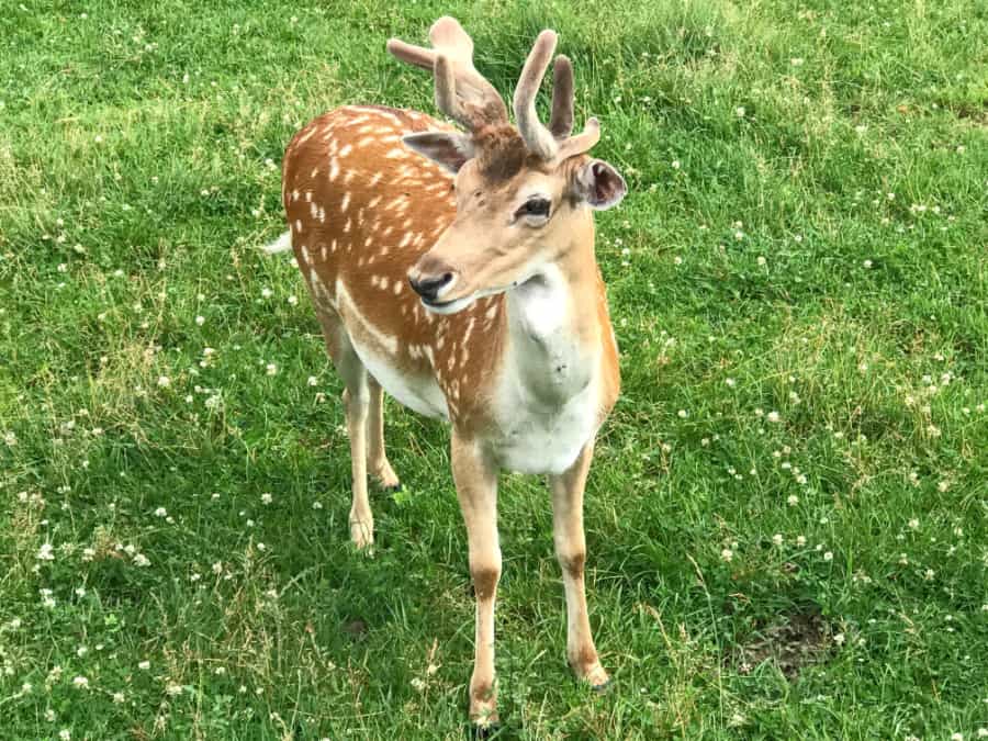 Sweetest things to do in Hershey, PA, for families: Lake Tobias Wildlife Park