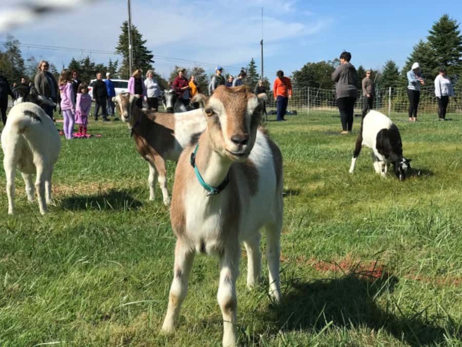 Things to do in Laurel Highlands in Fall: Seven Springs Autumnfest Goat Yoga