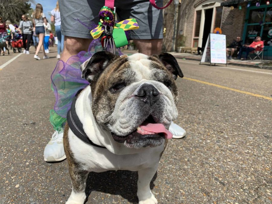 Fun Things to Do in St. Tammany Parish Louisiana's Northshore Mardi Paws Parade