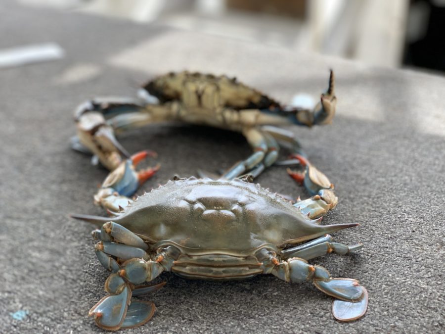 things to do in Biloxi with kids coastal boat tour crabs