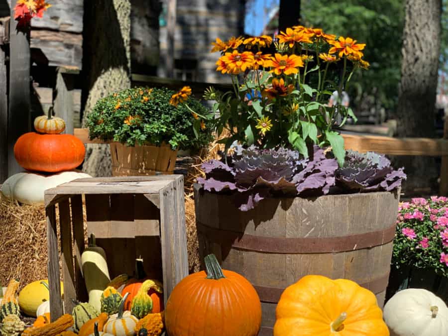 cedar point tricks and treats fall fest 2020 fall flowers