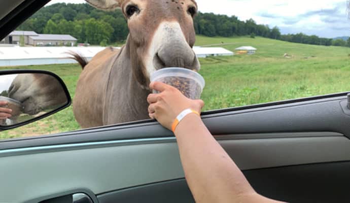 things to do in french lick IN Drive Thru safari donkey