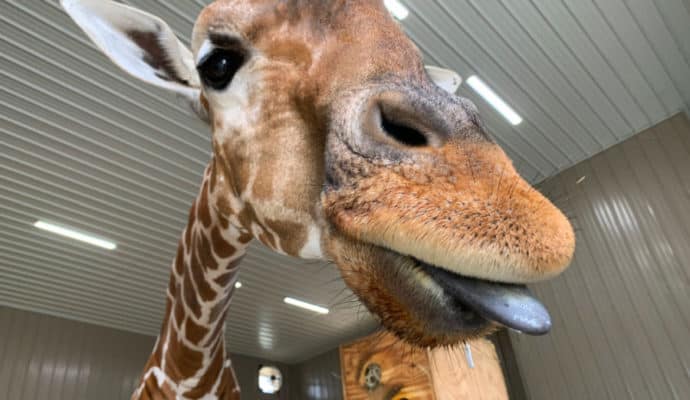 things to do in french lick IN safari giraffe encounter