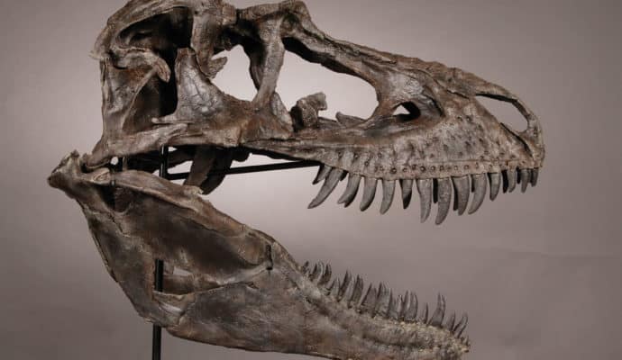 The Children's Museum of Indianapolis facts: Gorgosaur