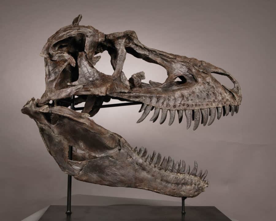 The Children's Museum of Indianapolis facts: Gorgosaur