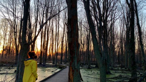 Maumee Bay Lodge Review boardwalk hike