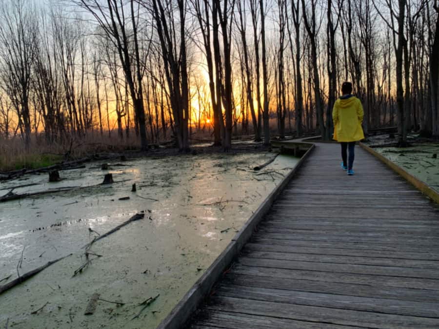 Maumee Bay Lodge Review sunrise boardwalk hike