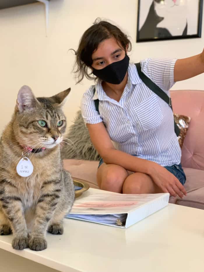 Fun things to do in Savannah with kids: Pounce Cat Cafe