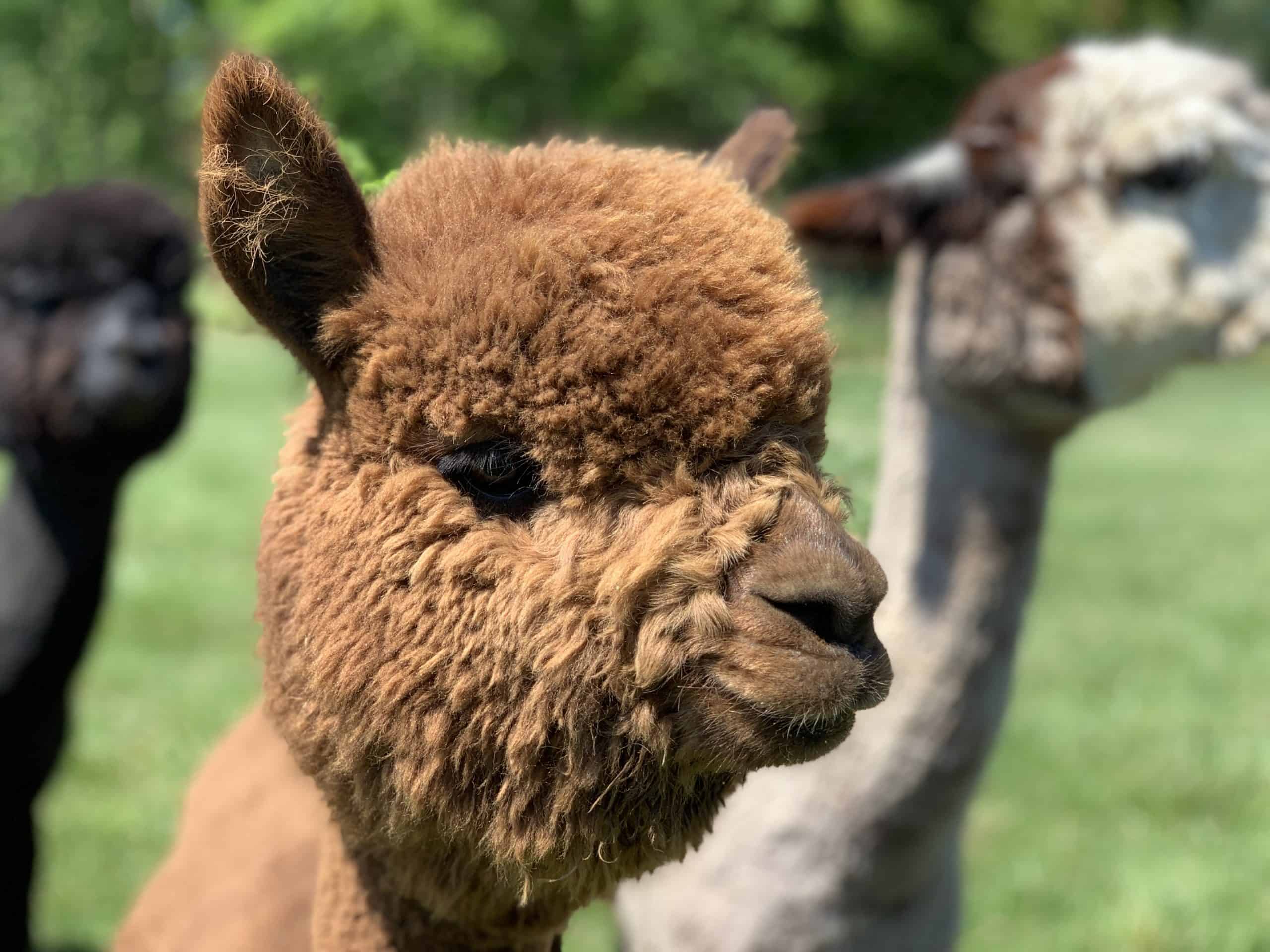 Things to do in Clarke County VA Nimbus farm Alpacas