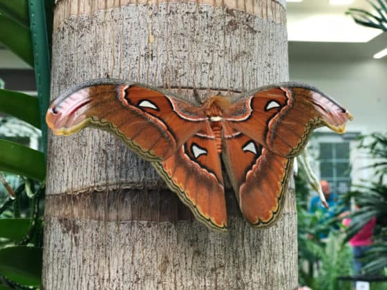 free things at Hershey Lodge- free Hershey Gardens passes