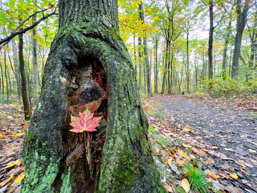 underrated experiences in laurel highlands hiking - things to do in Ligonier in fall