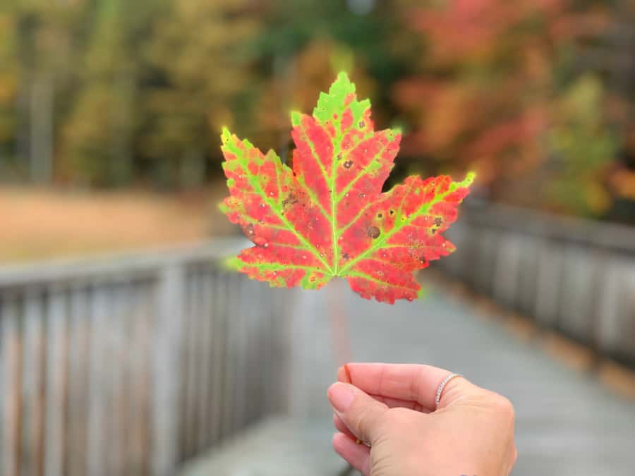 things to do in Ligonier in fall - underrated experiences in laurel highlands natural bog