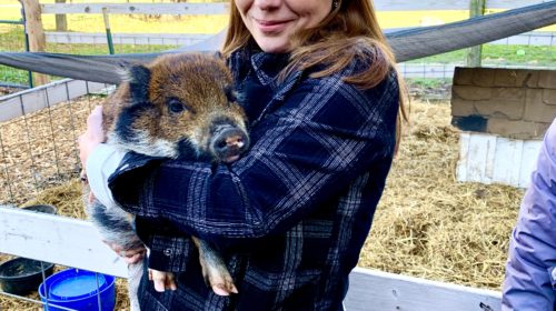Unique things to do in Hendricks County IN -Oinking Acres Pig Sanctuary