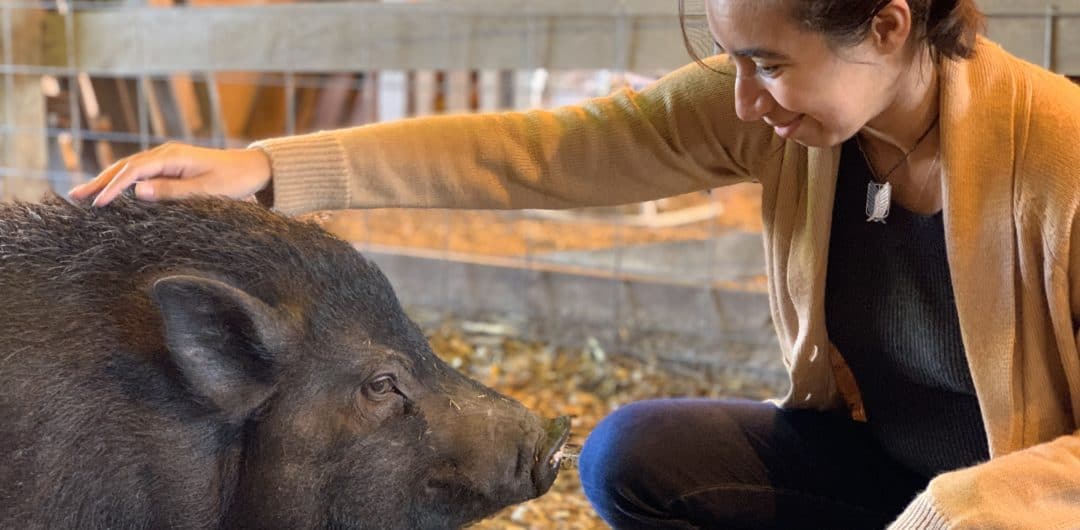 Unique things to do in Hendricks County IN -Oinking Acres Pig Sanctuary animal rescue