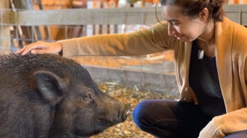 Unique things to do in Hendricks County IN -Oinking Acres Pig Sanctuary animal rescue