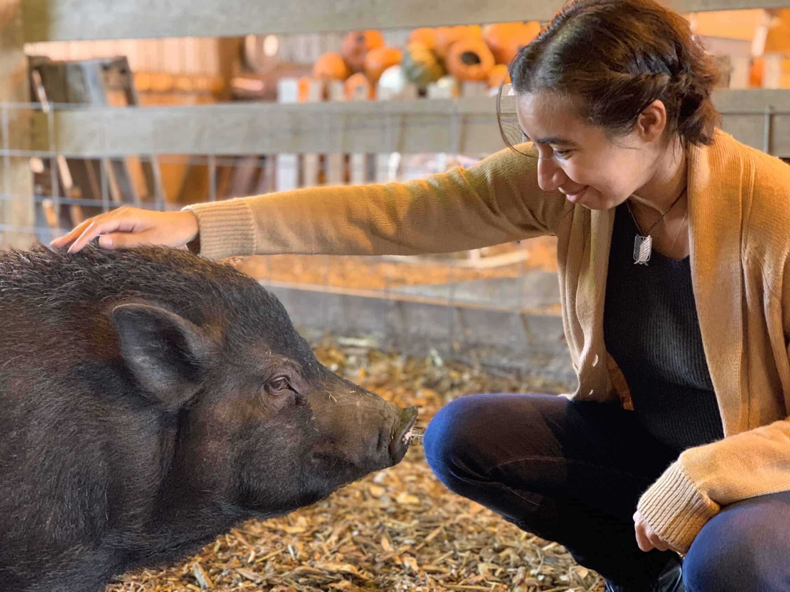 Unique things to do in Hendricks County IN -Oinking Acres Pig Sanctuary animal rescue