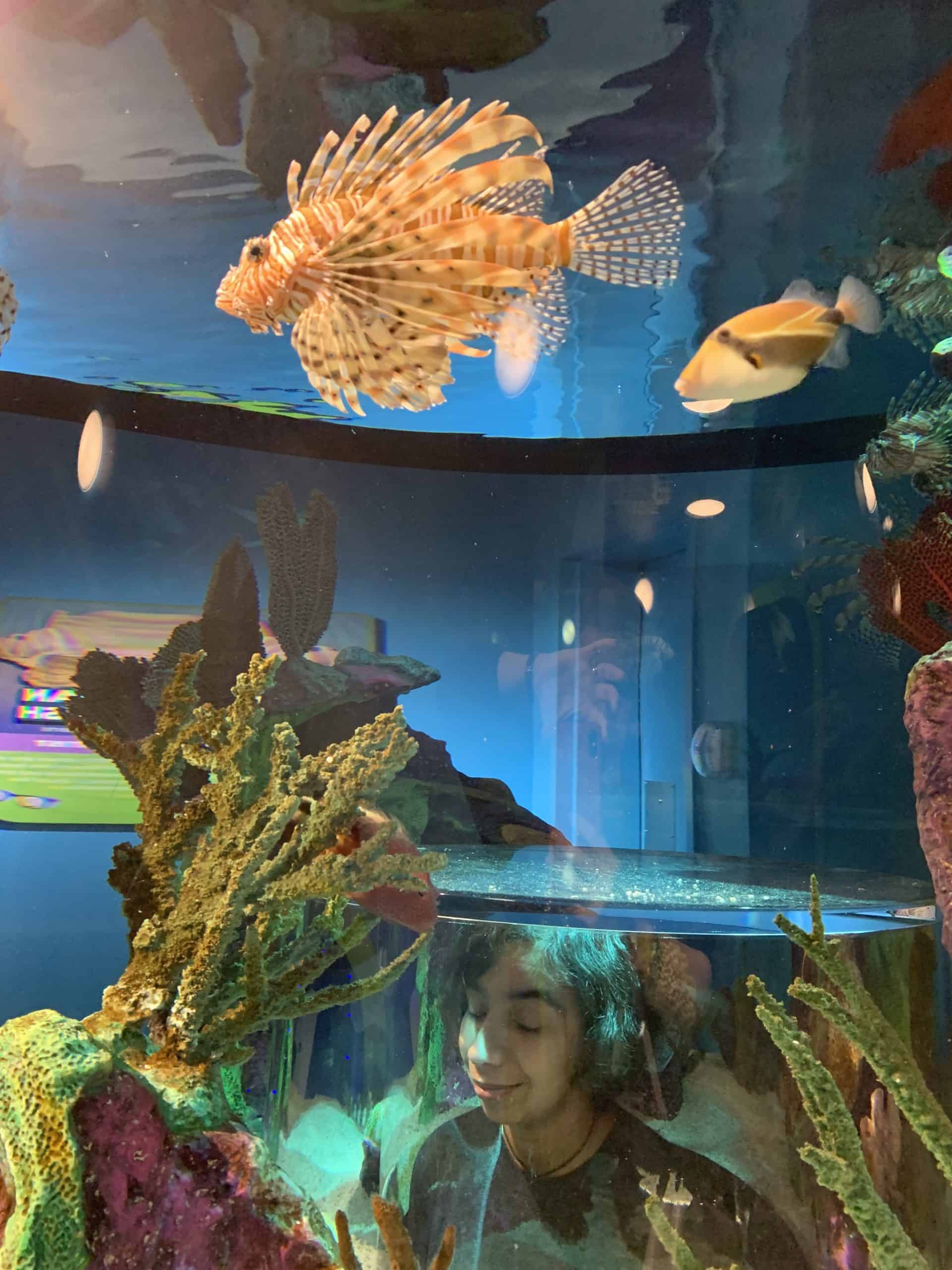 things to do in branson with teens Branson Aquarium at the Boardwalk