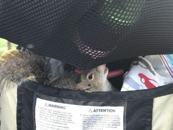 Disney stroller rules - keep your food locked up and away from squirrels