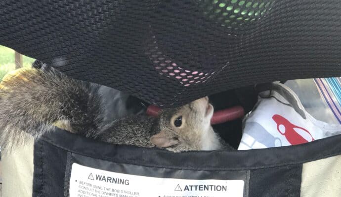 Disney stroller rules - keep your food locked up and away from squirrels