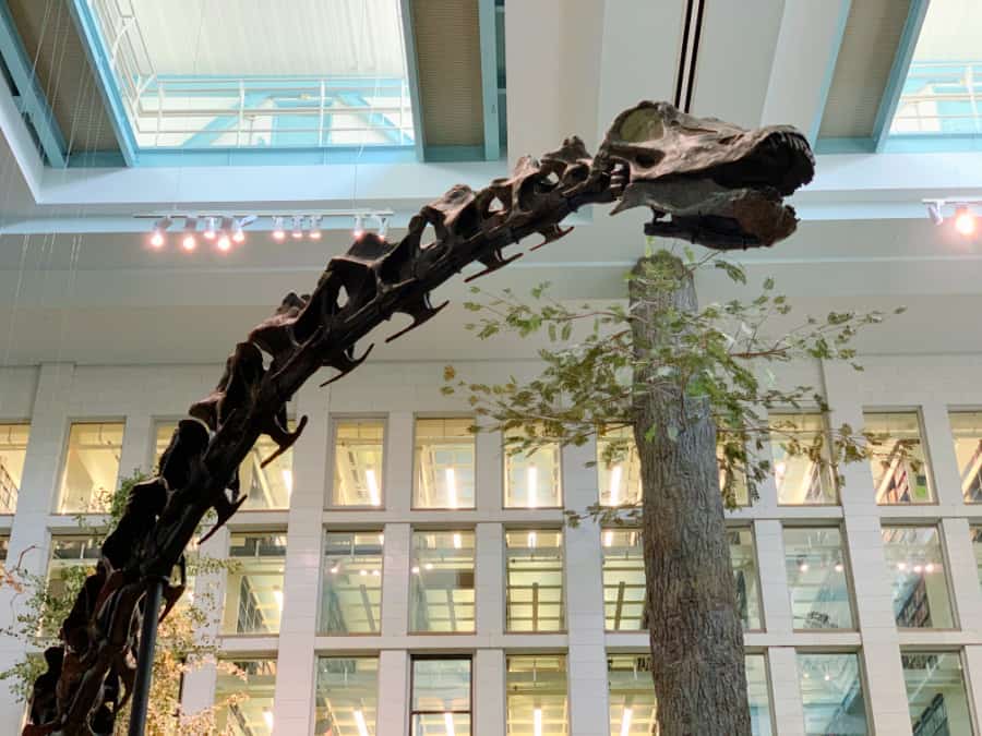 things you can only do in Pittsburgh - Carnegie Museum of Natural History Center dippy the Dinosaur