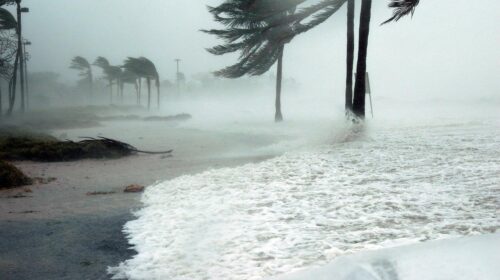 travel during hurricane season bending palm trees