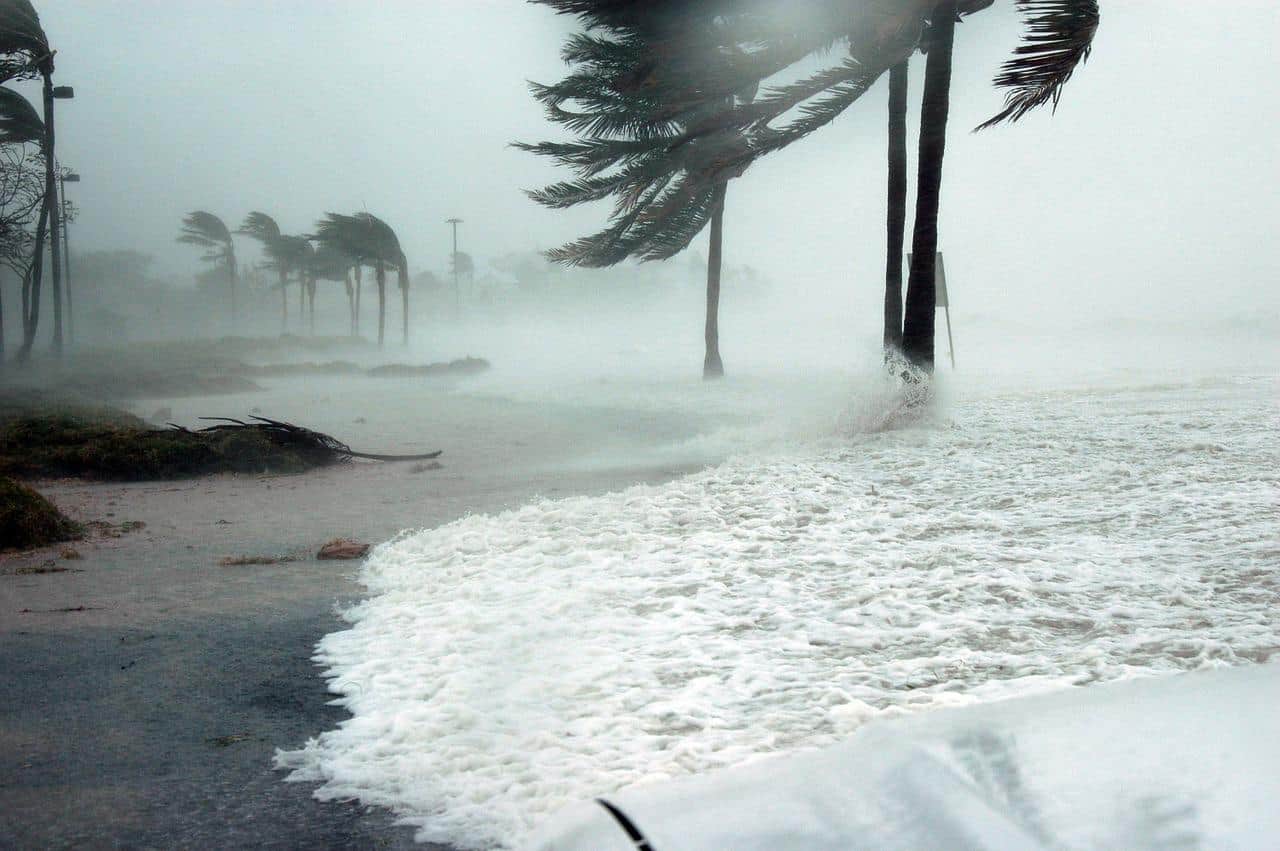 travel during hurricane season bending palm trees
