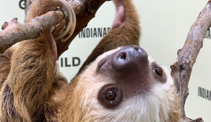 things to do in indianapolis right now - .indy zoo sloth encounter