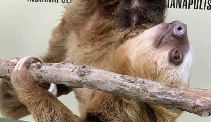 things to do in indianapolis right now - sloth encounter at the zoo
