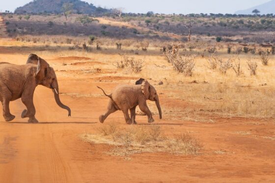 Africa Travel Dos Donts elephants crossing road