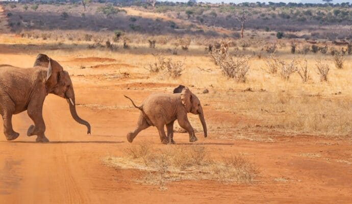 Africa Travel Dos Donts elephants crossing road