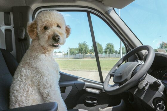 Best Care Options for Your Dog While You Travel - Dog in Driver Seat