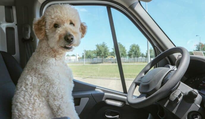Best Care Options for Your Dog While You Travel - Dog in Driver Seat