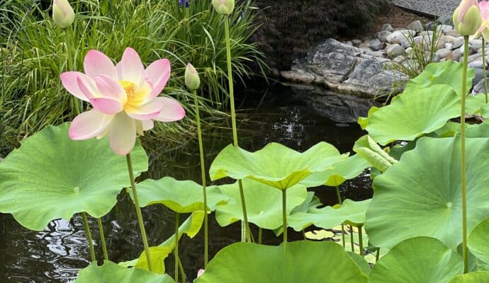 Best Things to Do in Norfolk for Couples Norfolk Botanical Gardens Japanese garden
