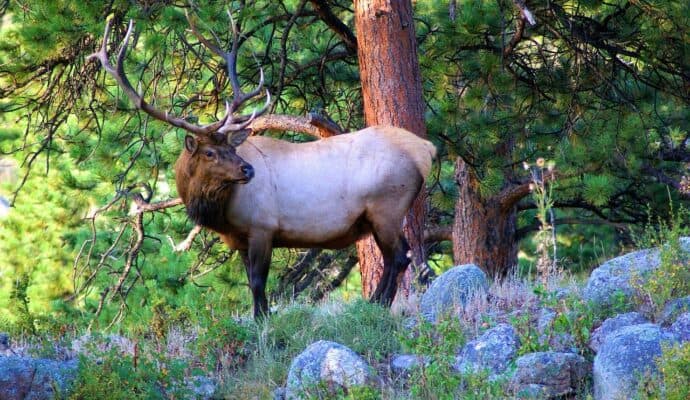 The Best Locations in the US To Bring Your Camper Van - rocky mountain national park elk stag