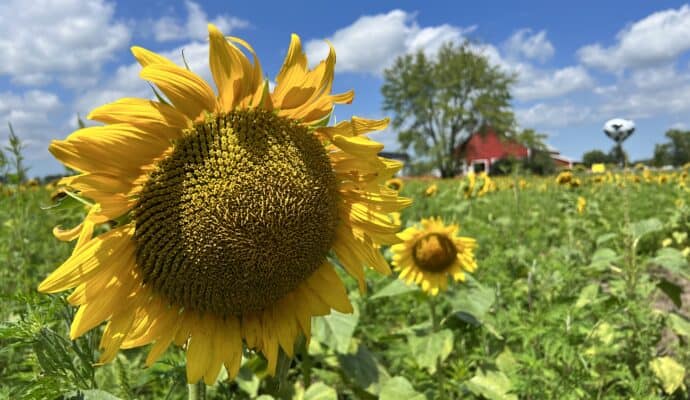 Fair oaks farm sunflower patch