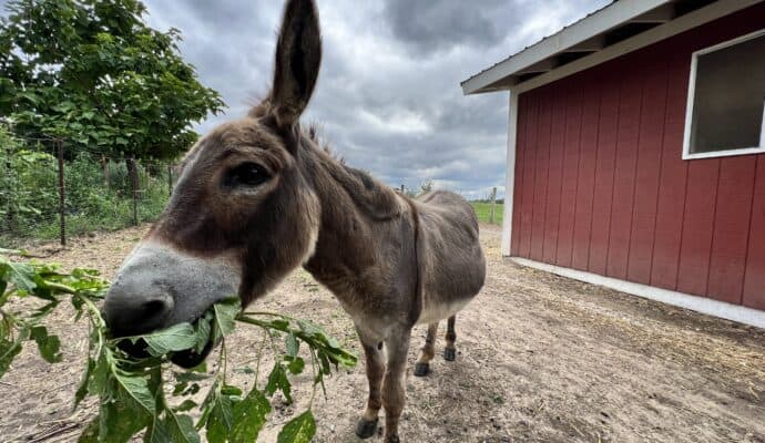 Fun Things to Do in Lafayette this Weekend - The Farm at Prophetstown barn animals