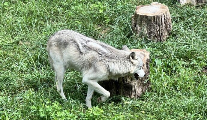 Fun Things to Do in Lafayette this Weekend - Wolf Park