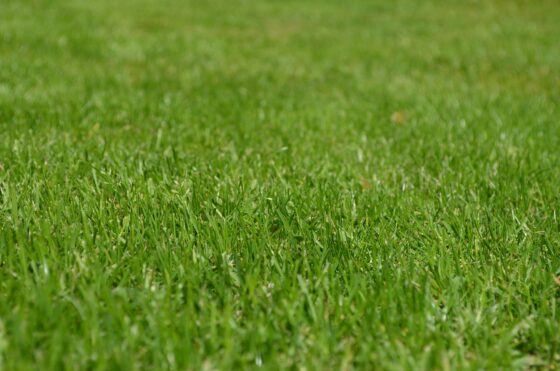 How To Cover Patches of Dirt in Your Yard