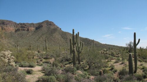 sunny places to visit this winter- phoenix cacti