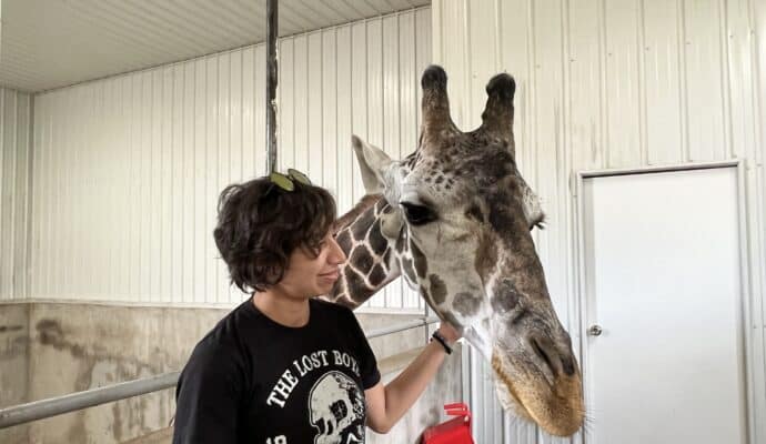 things to do in French Lick right now Wilstem giraffe encounter