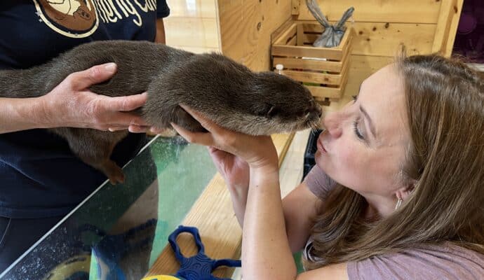 things to do in French Lick right now Wilstem otter encounter