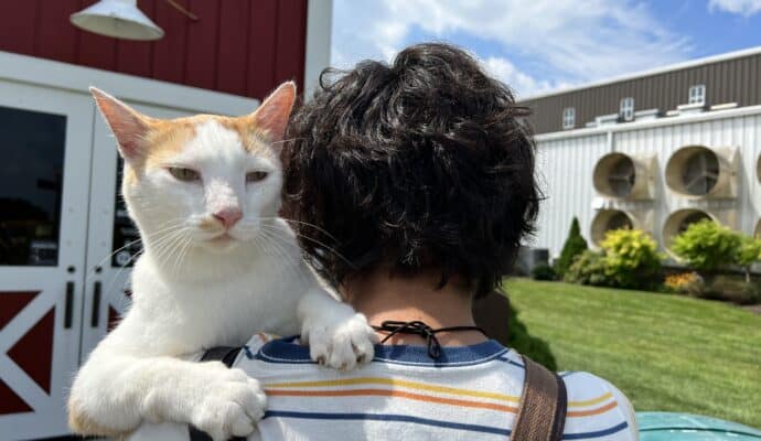 things to do in Northwest Indiana, in the Indiana Dunes area, and South Shore Fair Oaks Farms kitty