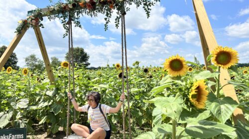 things to do in Northwest Indiana, in the Indiana Dunes area, and South Shore Fair Oaks Farms sunflower patch