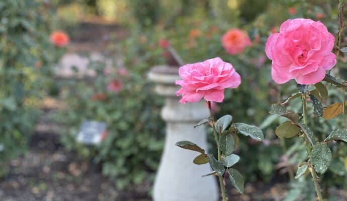 things to do in richmond right now - richmond community rose garden
