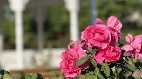 things to do in richmond right now - richmond rose garden