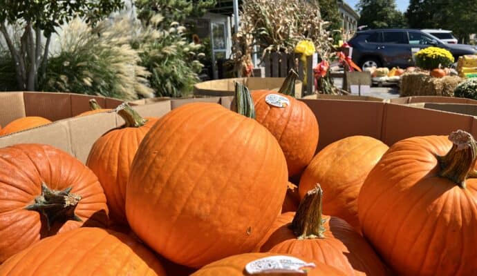 20+ things to do in Jasper Indiana and Dubois County in autumn. pumpkins at family roots nursery
