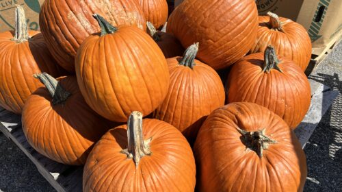 Fun Things to Do in Jasper IN and Dubois County Midwest pumpkin patch