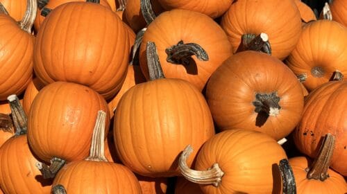 Romantic Things to Do on a Lake County Ohio fall Couples Getaway - pumpkins at patterson's fruit farm