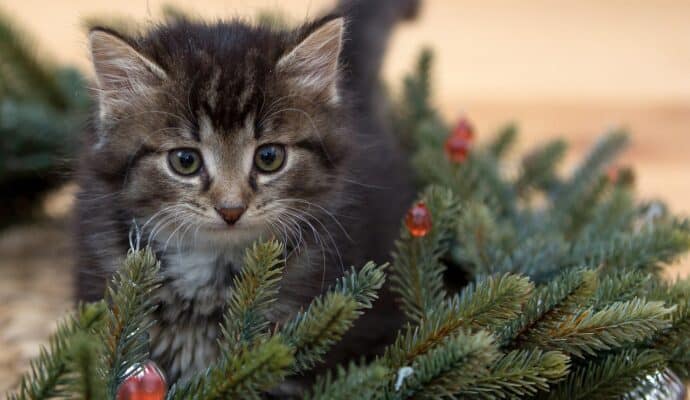 10 Best Christmas Tree Tips & Tricks - pets safety