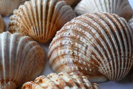 Fun Things To Do at the Beach Even if You Don’t Swim - collect sea shells